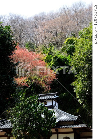 緑に囲まれた観音寺 【相模原市津久井 4月】 緑に囲まれた観音寺 【相模原市津久井 4月】 120751715