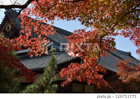 大本山金戒光明寺 方丈北庭から見るモミジと大方丈 大本山金戒光明寺 方丈北庭から見るモミジと大方丈 120751775