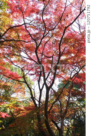 石橋文化センターの紅葉 石橋文化センターの紅葉 120751792