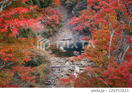 紅葉と粟又の滝 紅葉と粟又の滝 120751823