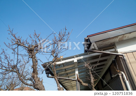 波板の上に猫 波板の上に猫 120751836