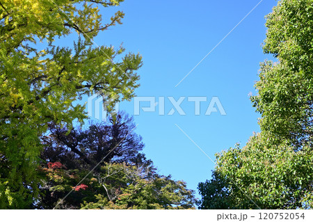 戸定ヶ丘歴史公園の紅葉、11月下旬 戸定ヶ丘歴史公園の紅葉、11月下旬 120752054