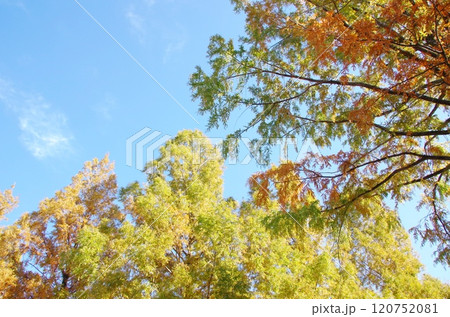 メタセコイアの紅葉 120752081