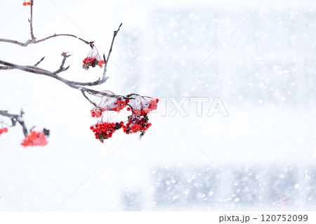 雪が降る中で見つけたナナカマド 雪が降る中で見つけたナナカマド 120752099