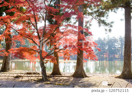 毛越寺　美しく紅葉した浄土庭園のモミジ　岩手県 120752115