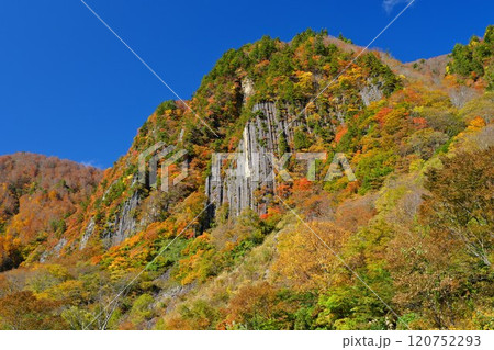 秋山郷 見上げる布岩一面の紅葉 青空に映える 秋山郷 見上げる布岩一面の紅葉 青空に映える 120752293