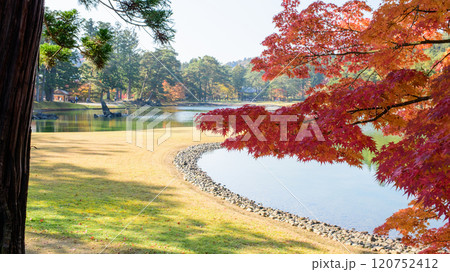 秋の毛越寺浄土庭園　赤く色づいたモミジと大泉が池　岩手県 120752412