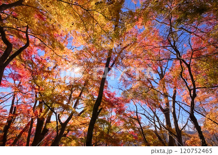 奥久慈、月居山後山の紅葉 120752465