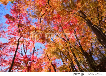 奥久慈、月居山後山の紅葉 奥久慈、月居山後山の紅葉 120752466