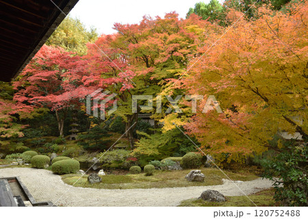 錦秋の御寺泉涌寺 色鮮やかな御座所庭園(京都市東山区) 錦秋の御寺泉涌寺 色鮮やかな御座所庭園(京都市東山区) 120752488