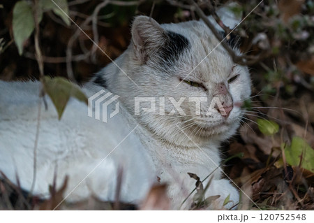 茂みに隠れる猫 茂みに隠れる猫 120752548
