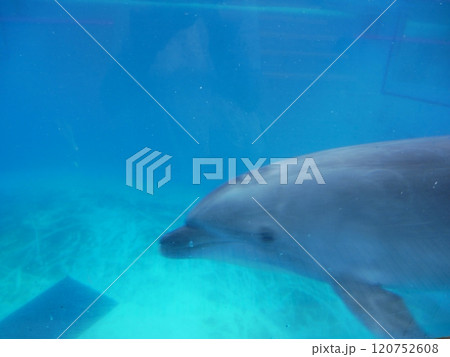 気持よく泳ぐイルカ 気持よく泳ぐイルカ 120752608