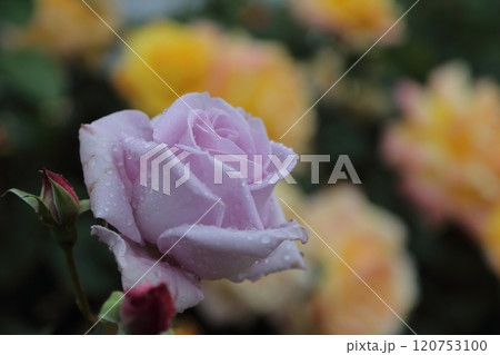 荒尾市　おもやい市民花壇　バラの花、 120753100