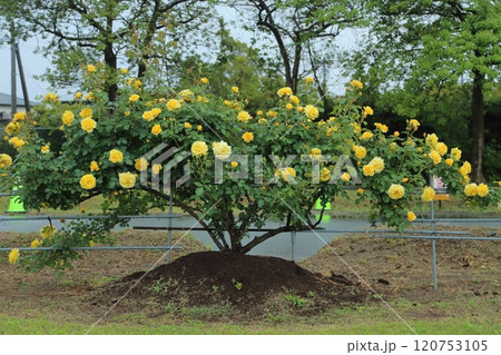 荒尾市 おもやい市民花壇 バラの花、 荒尾市 おもやい市民花壇 バラの花、 120753105