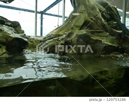水族館の水槽 120753286