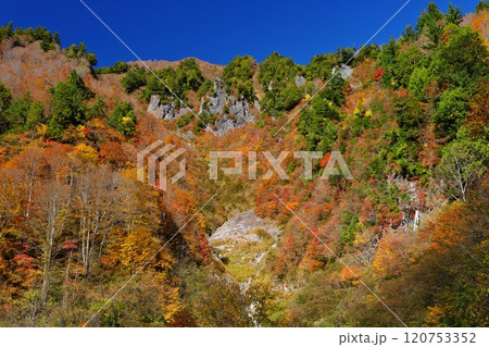 秋山林道の山々を彩る紅葉青空に映える 120753352