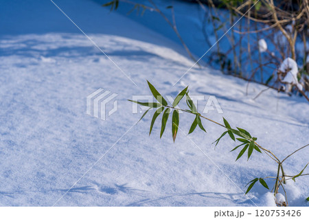 積雪の中に残る緑の笹 120753426