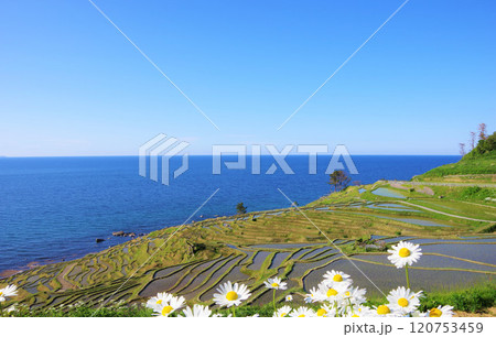 石川県輪島市　白米千枚田 120753459