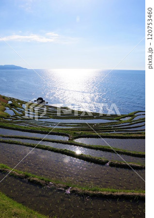 石川県輪島市　白米千枚田 120753460