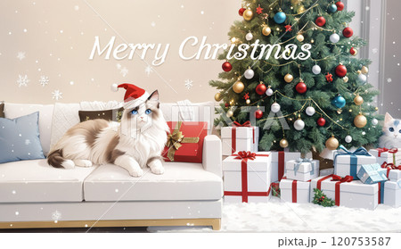 クリスマスを祝う可愛いラグドールの子猫 クリスマスを祝う可愛いラグドールの子猫 120753587