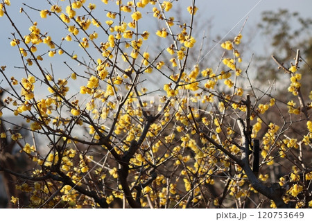 蠟でコーティングされたような花びらが特徴 120753649