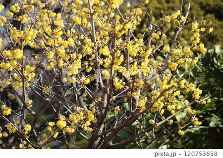 公園の春を告げる黄色の美しい花 120753658