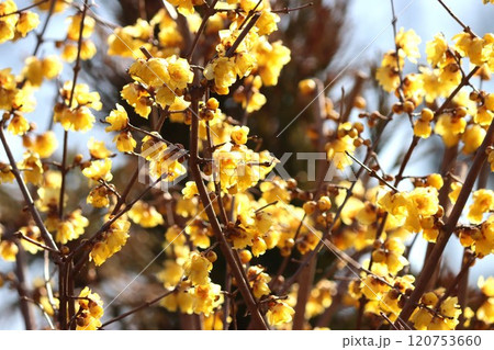 うつむきがちに下を向く奥ゆかしい花 120753660