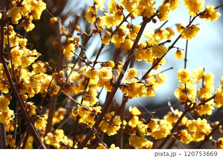 早春の日差しに照らされてたくさんの花が咲く 120753669
