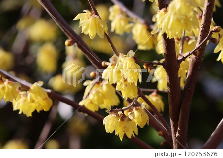 光沢のある花が特徴的な蠟梅の花 120753676