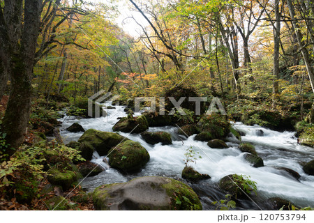 秋の奥入瀬渓流～白銀の流れ 120753794