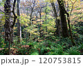 秋の奥入瀬渓流～白銀の流れ近くの紅葉 120753815