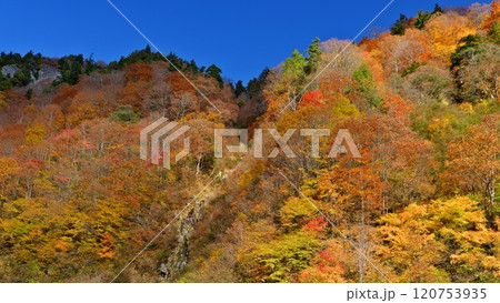 秋山林道の全山紅葉圧巻 秋山林道の全山紅葉圧巻 120753935