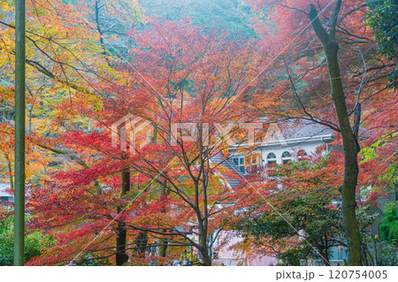 秋の高尾山 清滝駅前の紅葉 秋の高尾山 清滝駅前の紅葉 120754005