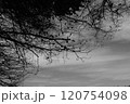 暗い空と枯れ木 120754098