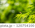 爽やかな新緑に紅一点 120754100