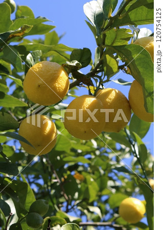 瀬戸内レモン 120754125