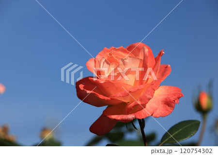 オレンジ色のバラの花 120754302