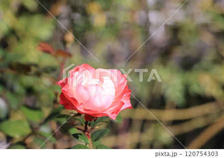 ピンクのバラの花 ピンクのバラの花 120754303