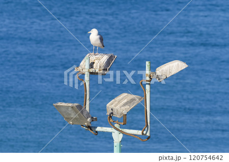 白いカモメと青い海 白いカモメと青い海 120754642