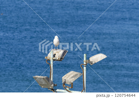 白いカモメと青い海 白いカモメと青い海 120754644