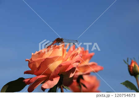 オレンジのバラの花と赤とんぼ 120754673