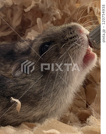 カゴから顔を出すハムスター 120754938