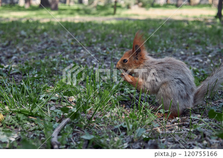 The Spring Moult. Red squirrel gnaws a nut, moulting into summer coat. The Spring Moult. Red squirrel gnaws a nut, moulting into summer coat. 120755166