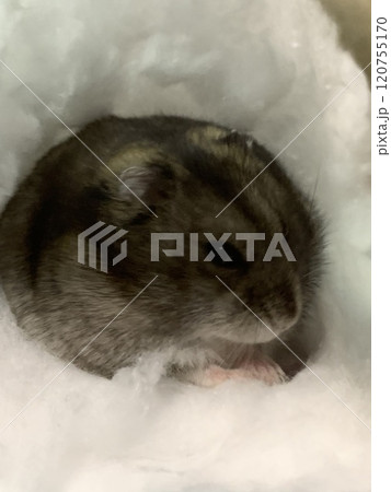 雪みたいなフカフカ、ハムスター 雪みたいなフカフカ、ハムスター 120755170