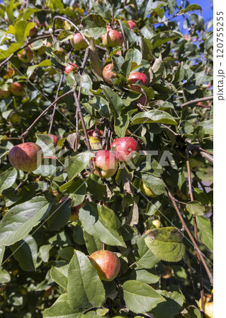 a ripe apple harvest on an apple tree in sunny summer weather a ripe apple harvest on an apple tree in sunny summer weather 120755255