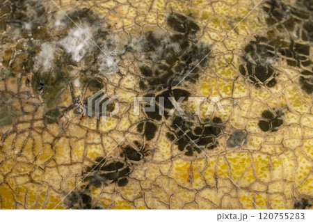 spoiled melon with black spots from mold and mildew spoiled melon with black spots from mold and mildew 120755283