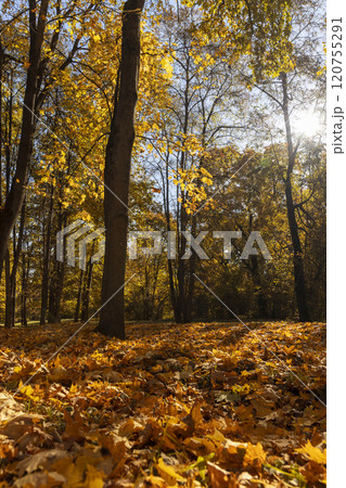 trees during the fall of yellowed foliage in the park trees during the fall of yellowed foliage in the park 120755291