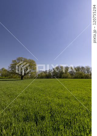 a tree growing in a field with green wheat 120755294