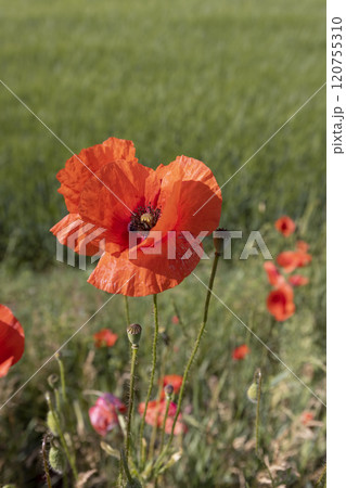 a large number of red poppies in the green grass 120755310