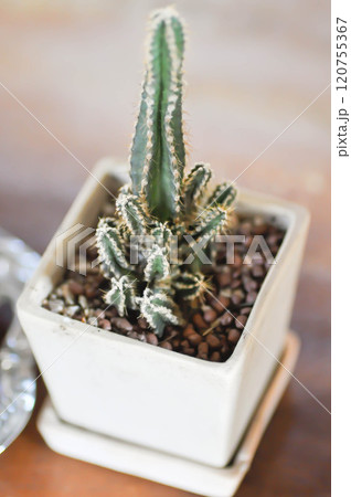Cereus sp, Fairy Castle or Cereus peruvianus or small Fairy Castle cactus Cereus sp, Fairy Castle or Cereus peruvianus or small Fairy Castle cactus 120755367